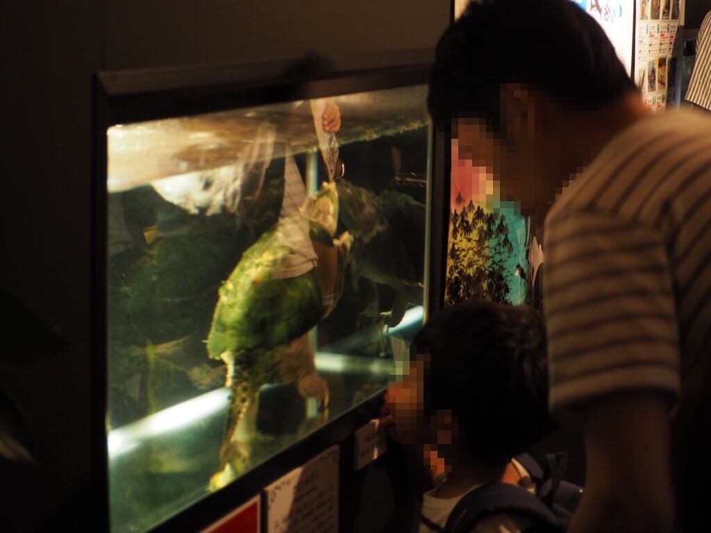 カミツキガメに夢中な少年
