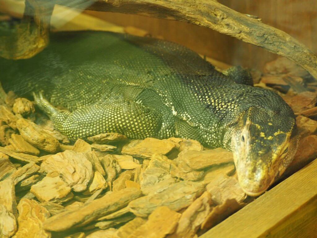 大きなトカゲ