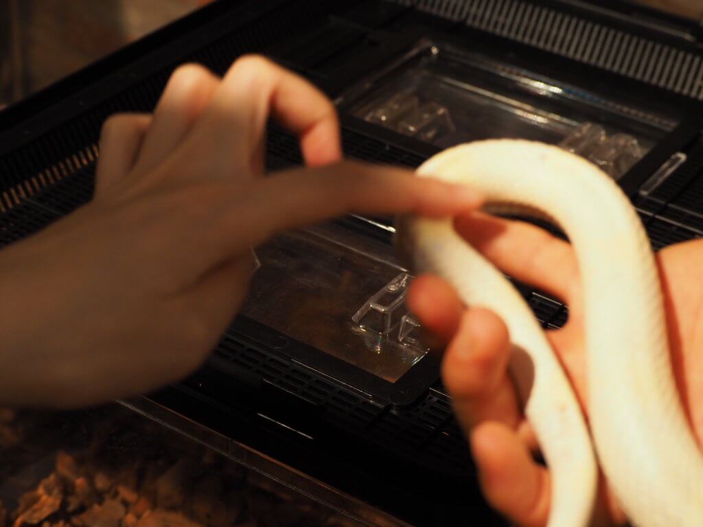ヘビと触れ合う様子