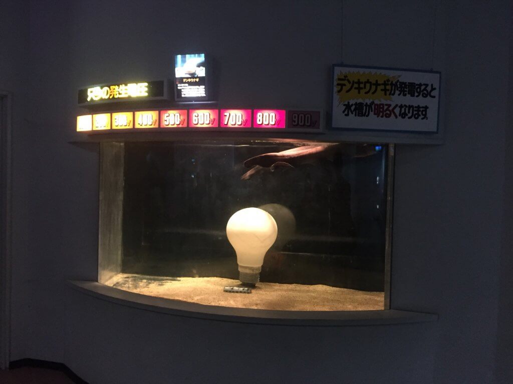 デンキウナギのイベント