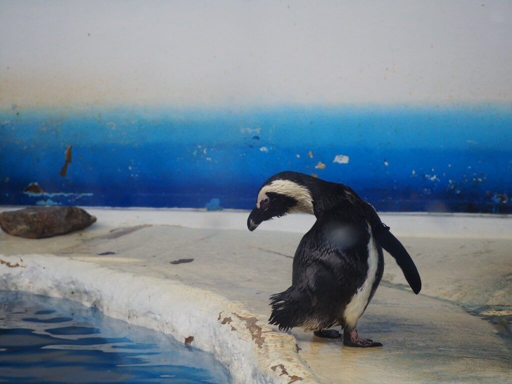 ペンギン