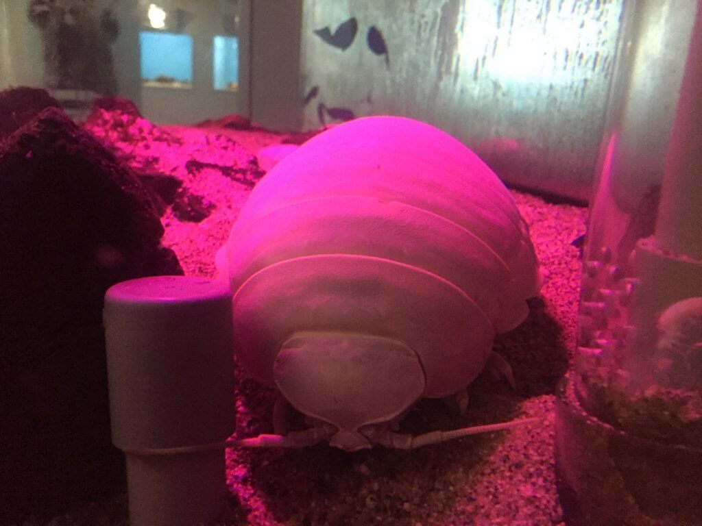 怪しげな光の中のグソクムシ