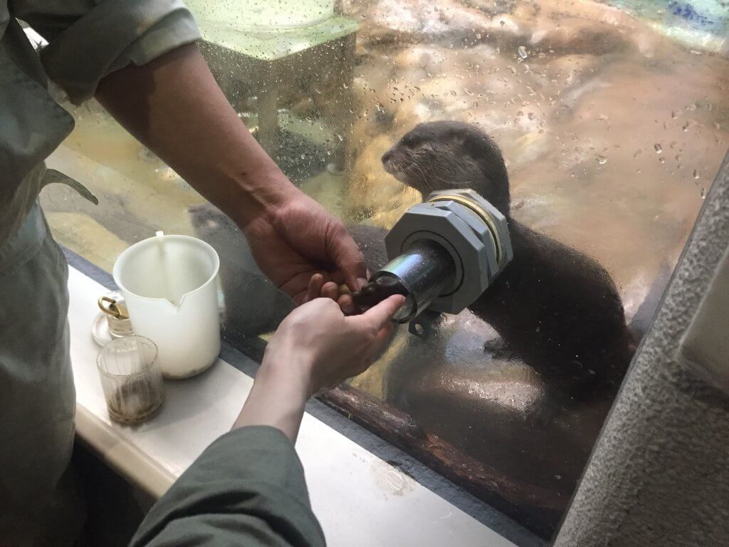 カワウソの指に触れることができるふれあいタイム