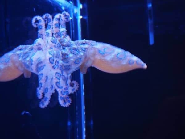 札幌PARCO(パルコ)で開催中の猛毒展2019のヒョウモンダコ