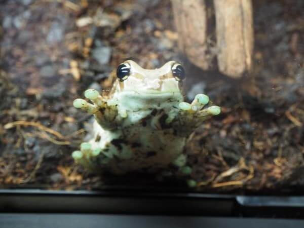 札幌PARCO(パルコ)で開催中の猛毒展2019のジュウジメドクアマガエル