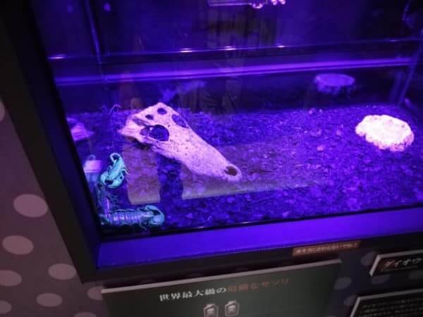 札幌PARCO(パルコ)で開催中の猛毒展2019のダイオウサソリ