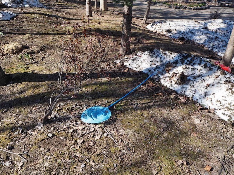 雪解けとともに出てきた虫取アミ