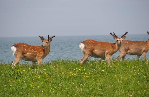 野付半島の野生の鹿